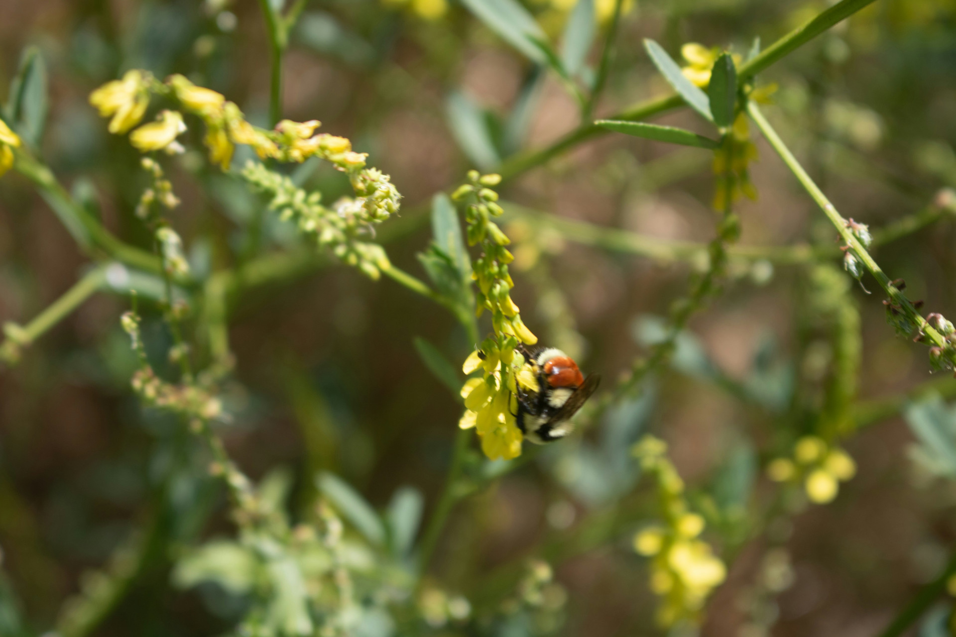 Landbouwgrond voor biodiversiteit